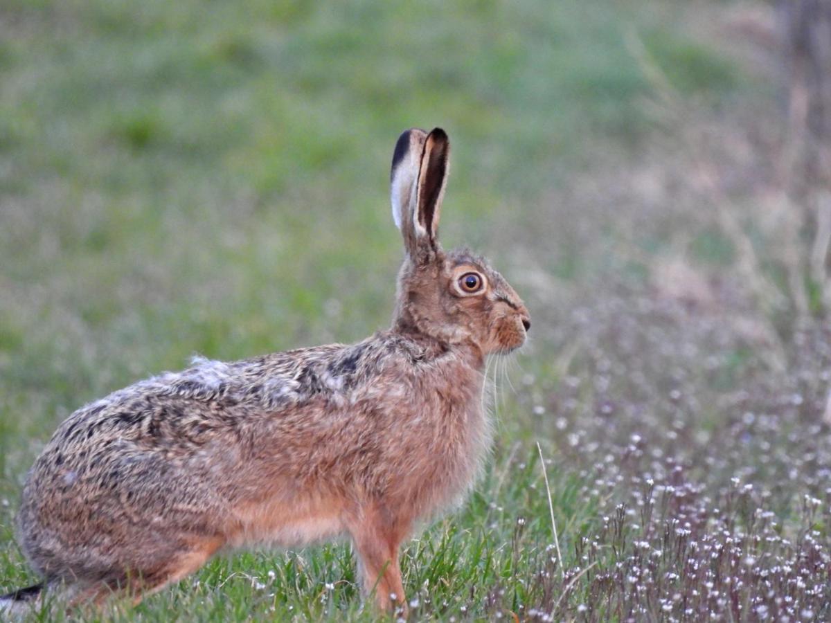 Feriendomizil Bergamini Daire Bischoffingen Dış mekan fotoğraf