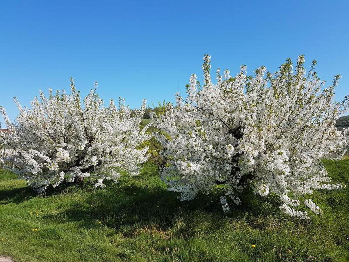 Feriendomizil Bergamini Daire Bischoffingen Dış mekan fotoğraf